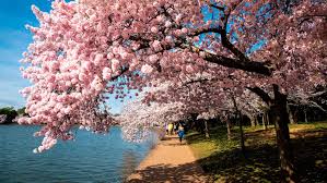 A beautiful row of cherry blossom trees in full bloom at Kew Gardens, London, during springtime.